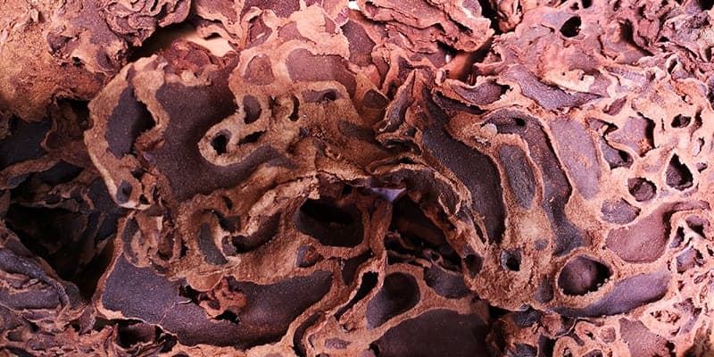 Sarang Semut Papua Lazada Indonesia