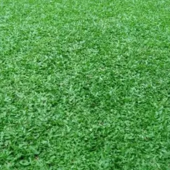 Tanaman Hias Rumput Gajah Mini 1 Meter Hijau Rumput Gajah Mini