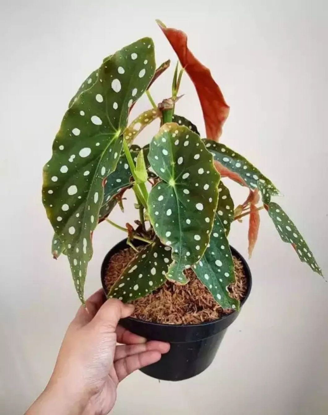 Tanaman hias begonia maculata / begonia polkadot