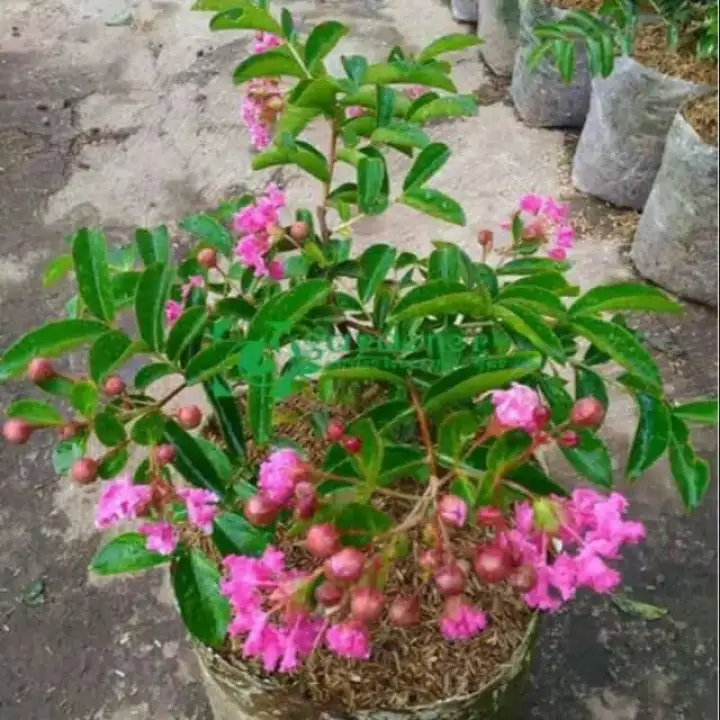 Bibit Bunga Sakura Lokal Sakura Indonesia Lazada Indonesia