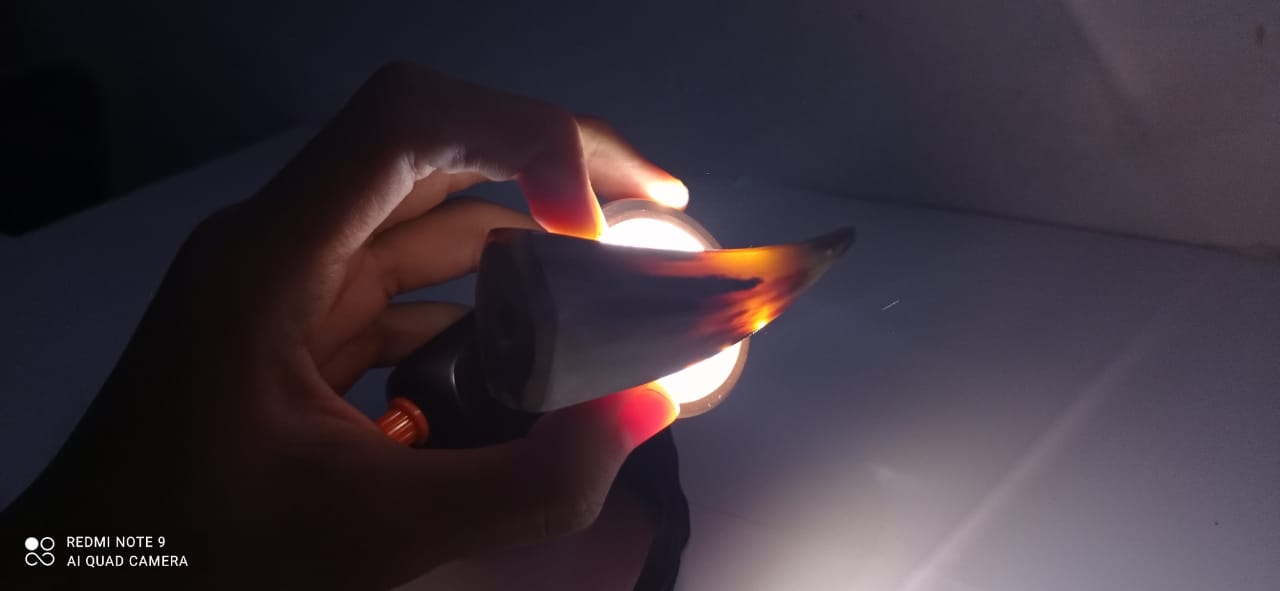 ONCE PIPA Tanduk Sapi Bule Merah model gendut 10 cm | Lazada Indonesia