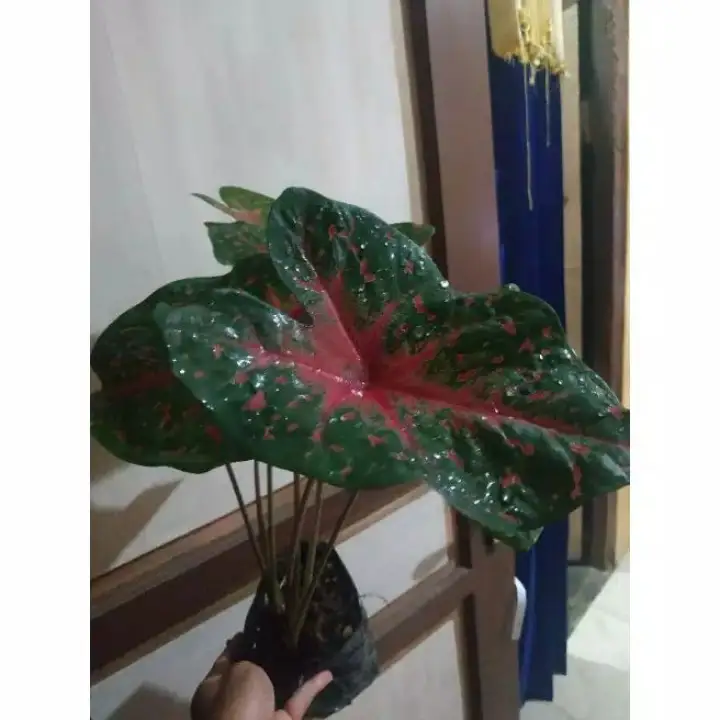Tanaman Hias Cantik Keladi Bercak Merah Strawberry Tanaman Keladi Bercak Merah Lazada Indonesia