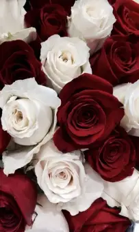 Paket Tanaman Mawar Merah Putih Sudah Berkuncup Dan Siap Berbunga Bibit Bunga Mawar Berkualitas Bunga Mawar Asli Lazada Indonesia