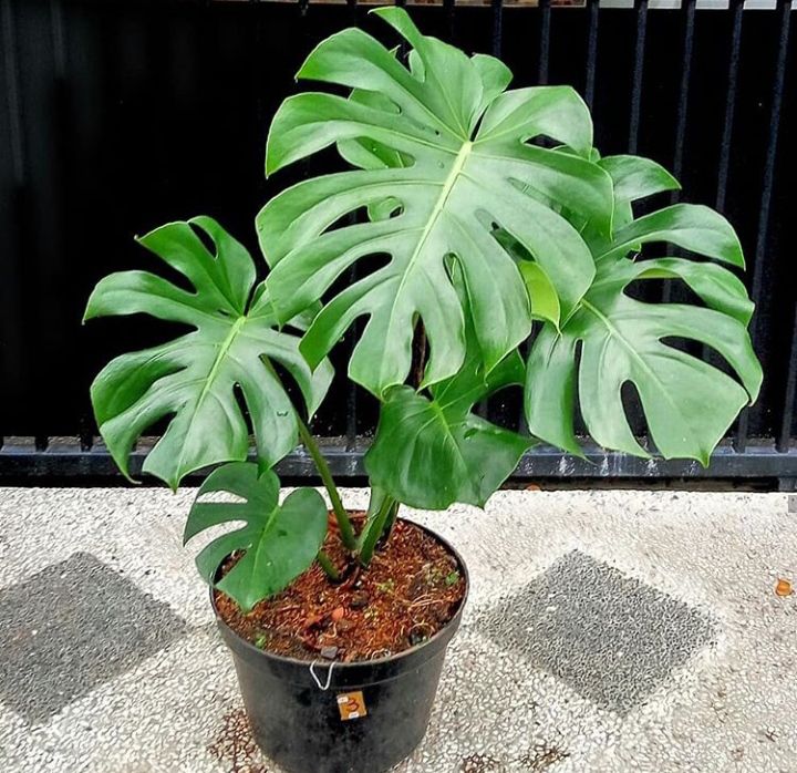 Tanaman Hias Monstera Giant Monstera King Bibit Monstera King Lazada Indonesia