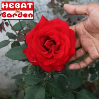 Beli Di Sini Bunga Mawar Merah Membeli Jualan Online Tanaman Biji Dan Umbi Dengan Harga Murah Lazada Indonesia