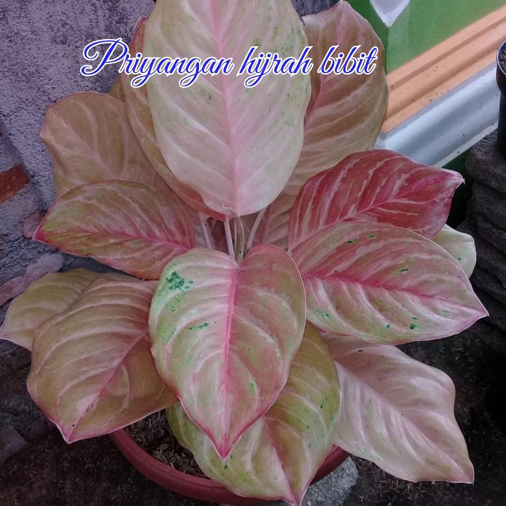living room large indoor plant pots Planter Pot With Drainage, Saucer Included