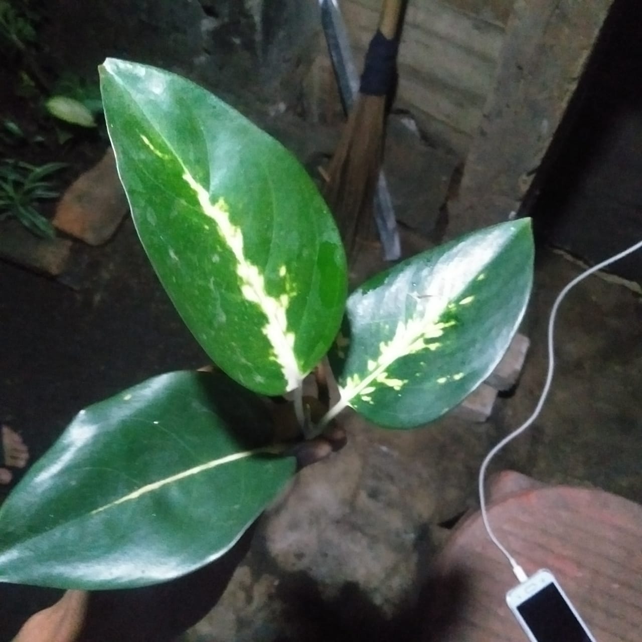 Kochin Tembaga L Tanaman Hias Aglonema Kochin Tembaga Shopee Indonesia