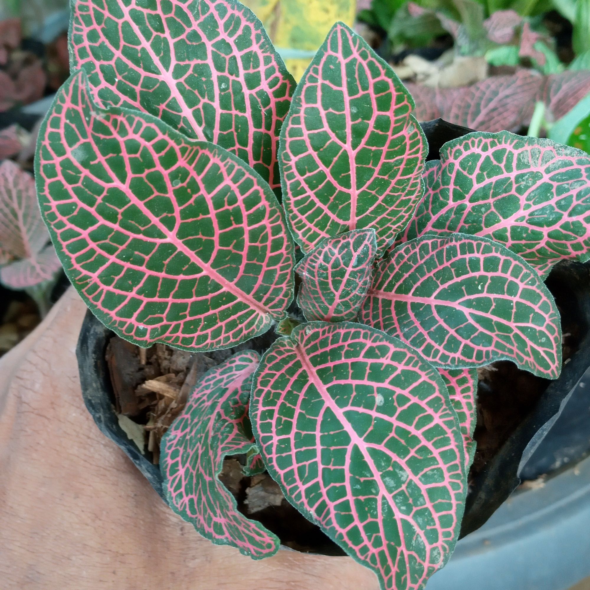 tanaman hias gantung fittonia episcia merah/mutiara merah | lazada