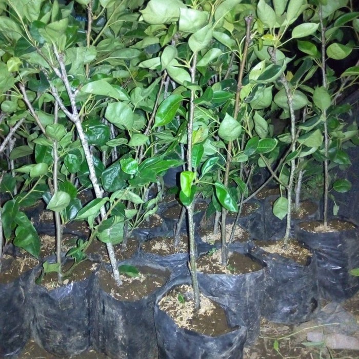 Bibit Tanaman Pir Dataran rendah / Pear Nashi Wisata Agrotani Lazada Indonesia