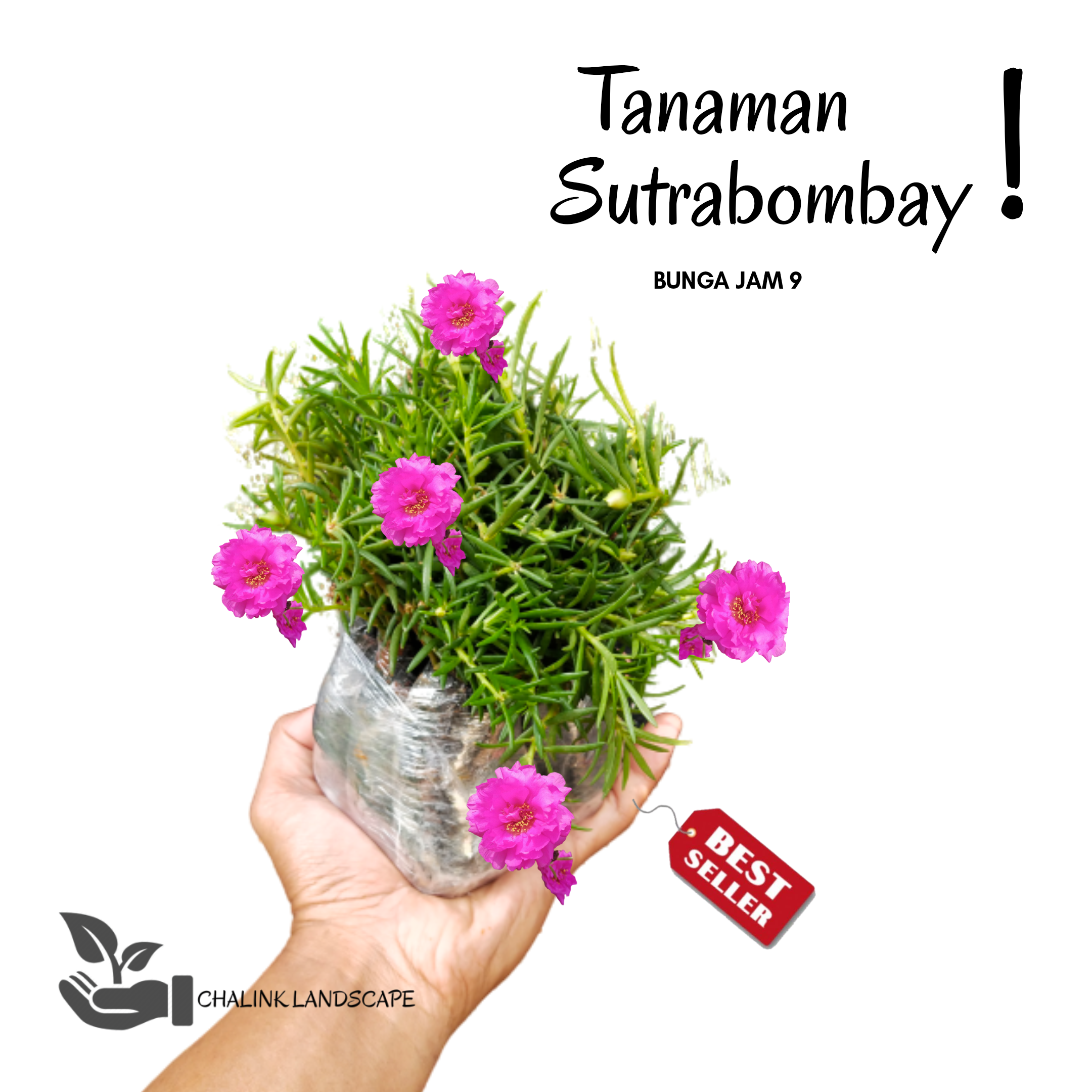 Tanaman Bunga Sutrabombay Ungu Tanaman Sby Ungu Tanaman Bunga Jam 9 Tanaman Hias Hidup Lazada Indonesia