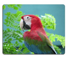 17P11367 Berkualitas Tinggi Kreativitas Mousepad Gaming Mouse Pad Parrot Di Singapura Kebun Binatang Bahan Karet Alam (Ukuran: 260*210*3mm)-Intl