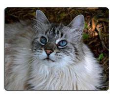 17P13183 Berkualitas Tinggi Kreativitas Mousepad Gaming Mouse Pad Sapphire Di Tepi Kolam Renang Pada Bulan Juli Bahan Karet Alam (300*250 * 3mm) -Intl