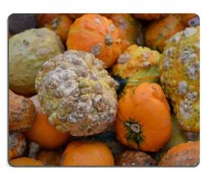 17P16745 Berkualitas Tinggi Kreativitas Mousepad Gaming Mouse Pad Labu Hokkaido Gourd Oktober Bahan Karet Alam (Ukuran: 220*180*3mm)-Intl