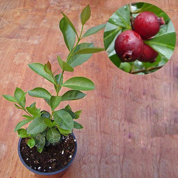Bibit Buah Strawberry Guava - Tinggi 40Cm
