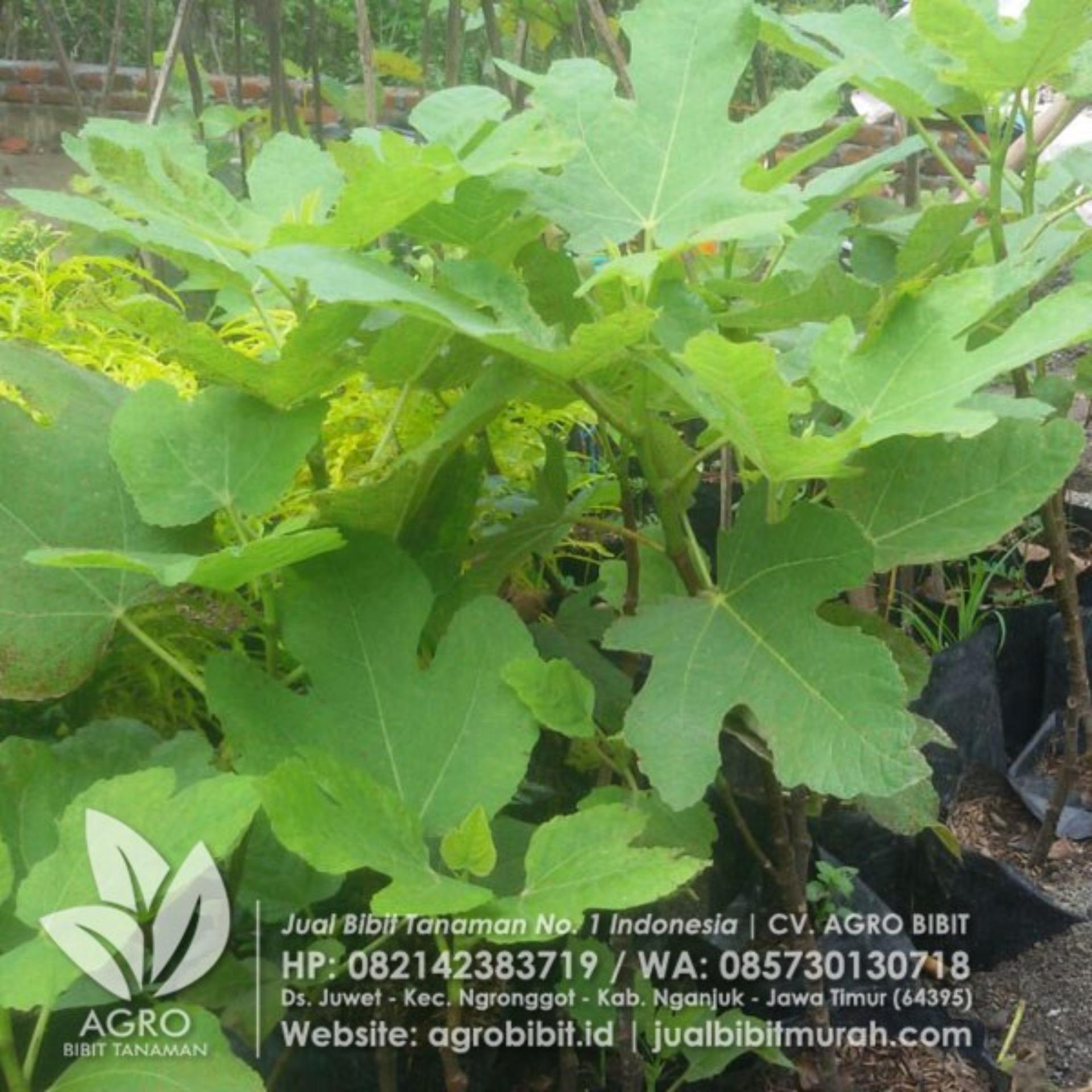 Bibit Buah Tin Green Jordan Stek 15 cm