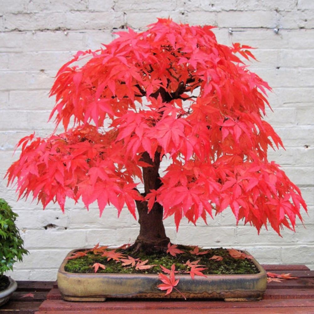 Eachgo 20 Pcs/bag MINI Red Maple Bibit Pohon Tanaman untuk Dekorasi Taman Rumah-Internasional