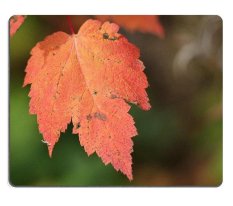 Dijual Oleh Elong Station Mouse Pad Gaming Mouse Pad Karet Alam mouse Mat North Shore Perjalanan Oktober Maple Blaze Set dari Bahan Karet Alam M0A12549-Intl