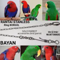 Rantai Burung Nuri Kepala Hitam Membeli Jualan Online Kandang