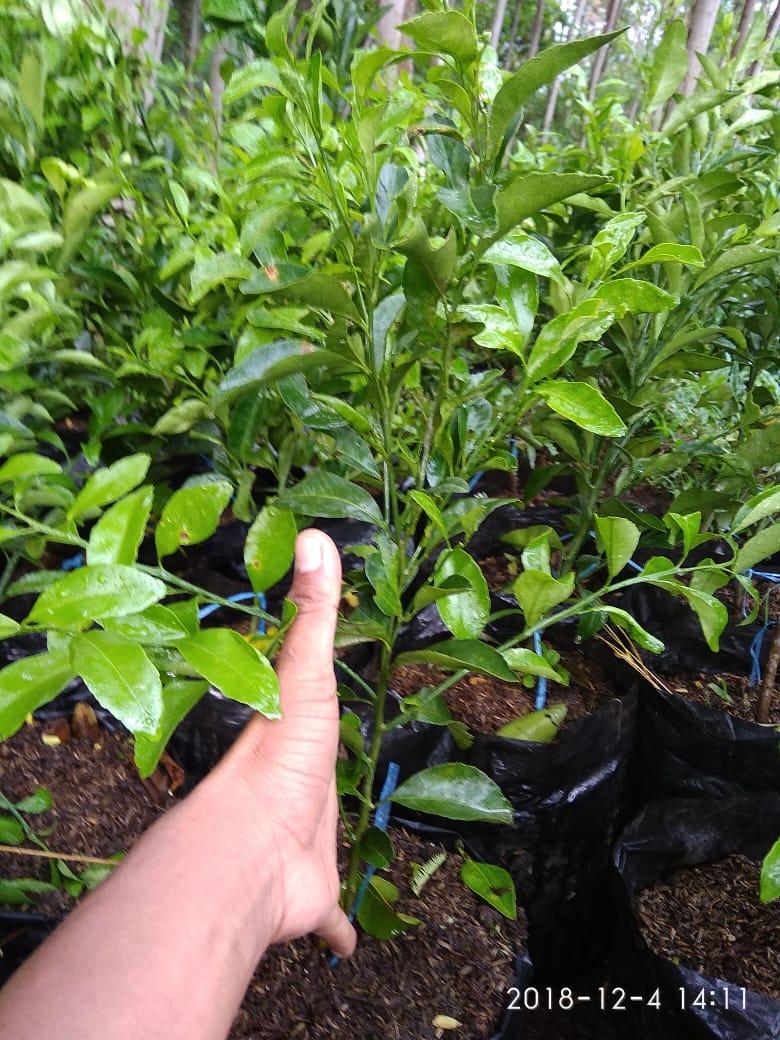 bibit buah jeruk santang madu