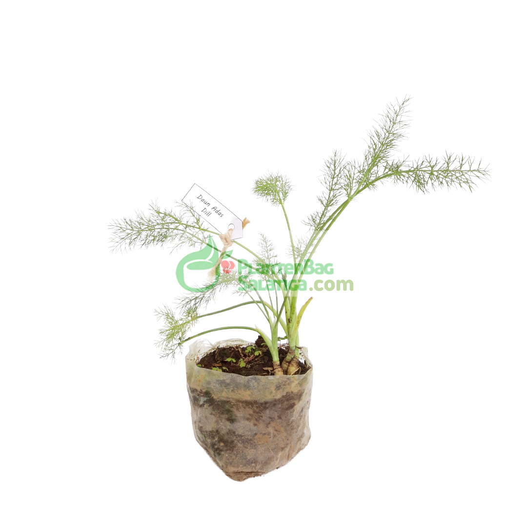 Bibit Sayur Daun Adas Organik 20 40 Cm Dewasa Benih Super Unggul Lazada Indonesia