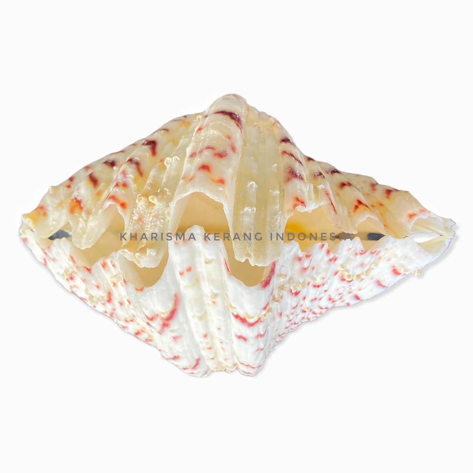 KHARISMA KERANG INDONESIA GIANT CLAM SHELL CANGKANG KERANG LAUT C ...