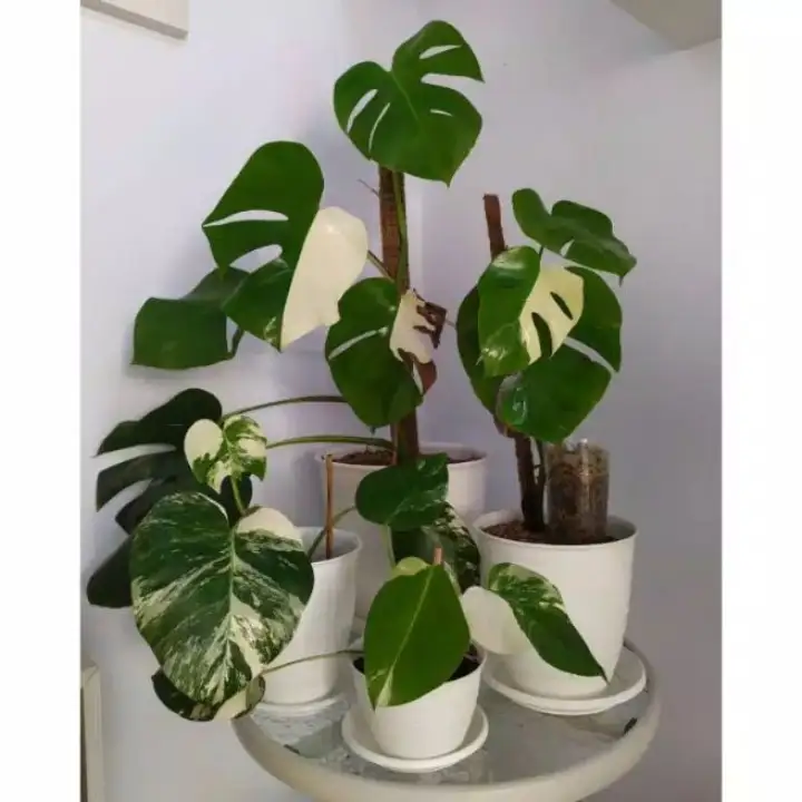 Promo Bonggol Monstera Varigata Bongol Monstera Variegata Bibit Tanaman Hias Monstera Varigata Lazada Indonesia