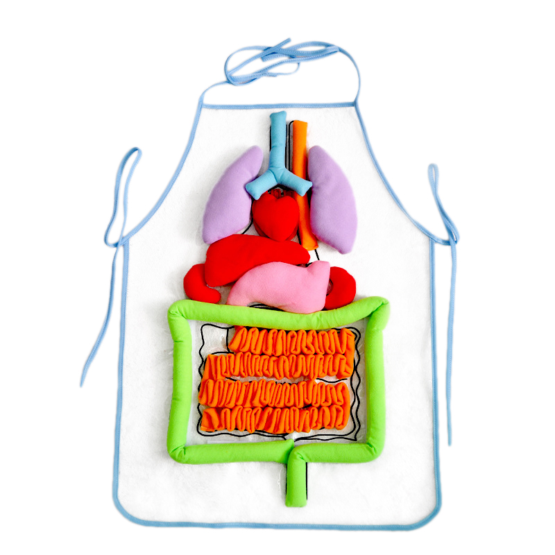 kids anatomy apron