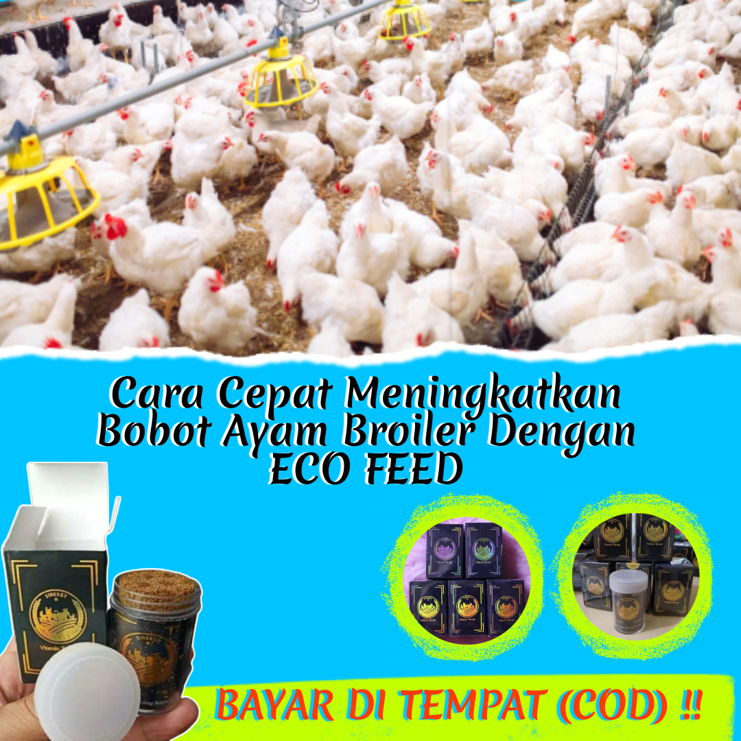 Cara Cepat Meningkatkan Bobot Ayam Broiler Dengan Eco Feed Pakan Ternak Eco Feed Bisa Cod Lazada Indonesia