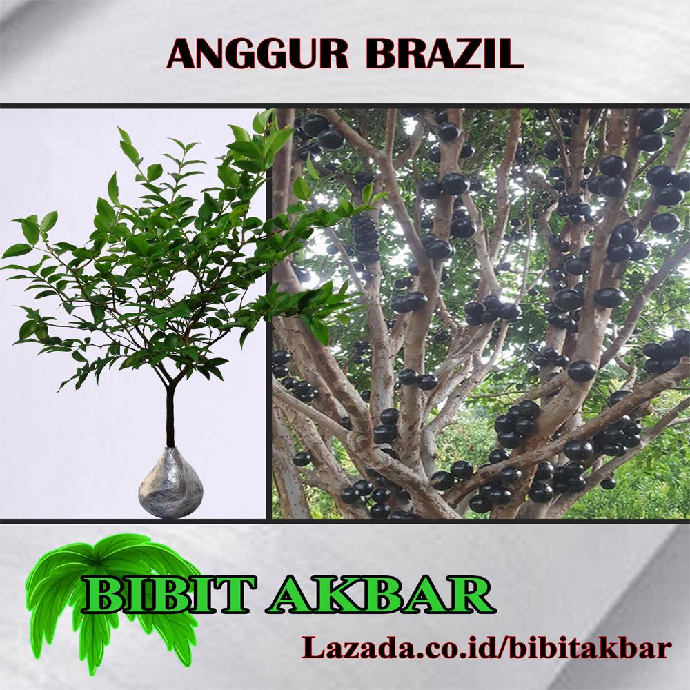 Harga Bibit Buah Tin Di Indonesia - afmiki Bibit Alpukat ...