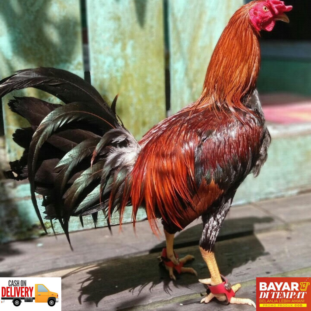 Sabung Ayam Pilipin Vs Peru : Ayam Philipin Sabung Sabong Gallos Ayamphilipin Twitter