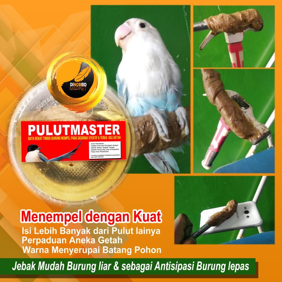 Unduh 550 Gambar Burung Yang Mudah Hd Paling Bagus Gratis