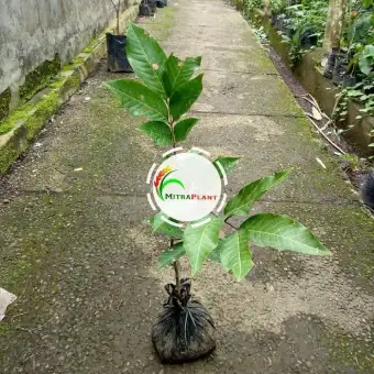 Bibit Pohon Rambutan Rapiah Buah Rambutan Tanaman Rambutan Rapiah Lazada Indonesia