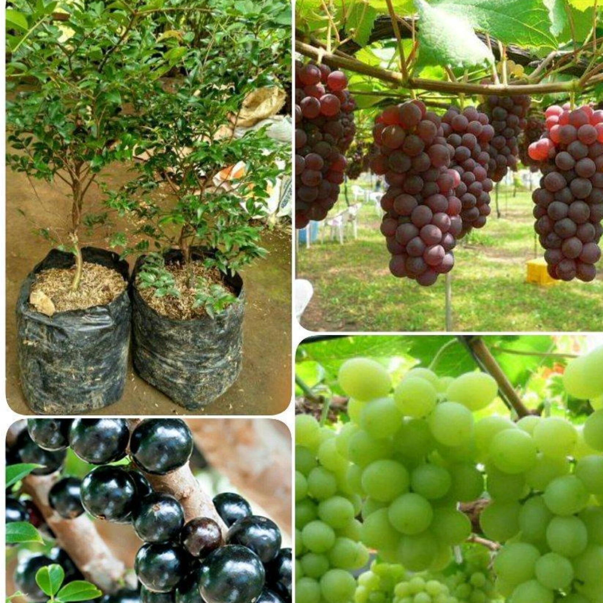 Bibit Anggur Merah Terbaru Dengan Harga Termurah 2019 | HARGA MURAH