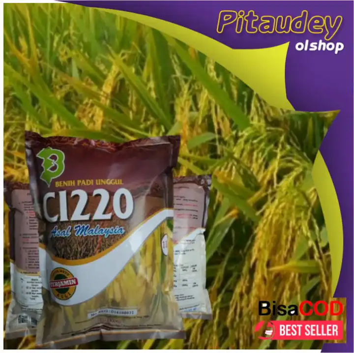 Terima Bayar Di Tempat Benih Padi Cl220 Stok Terbatas Lazada Indonesia