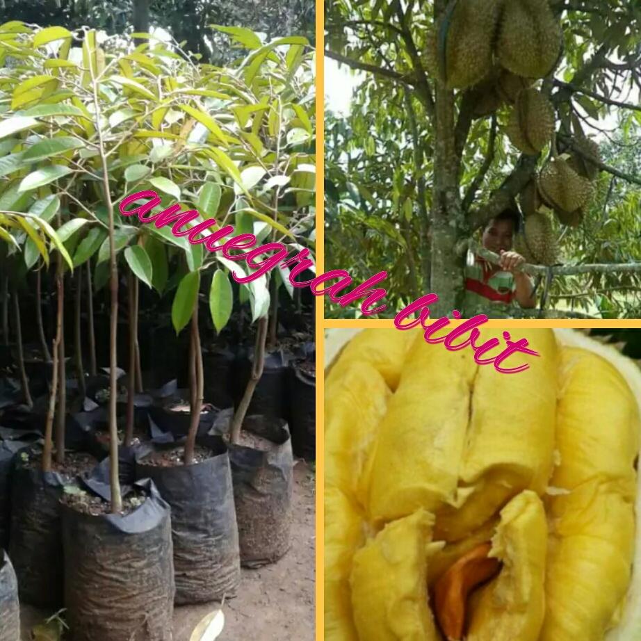 Bibit durian Bawor