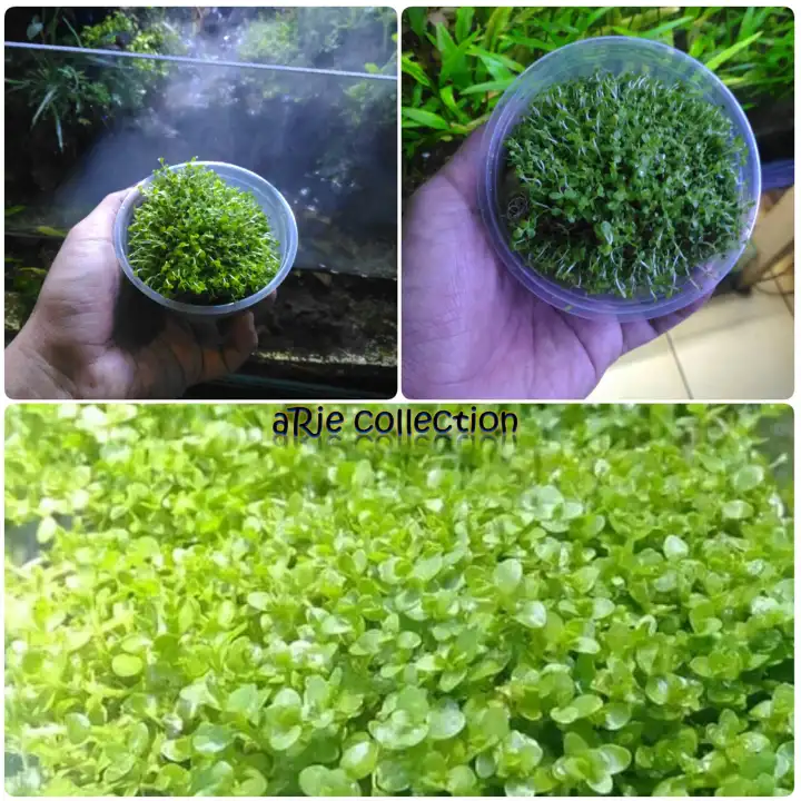 Monte Carlo Per Cup Tanaman Air Untuk Aquascape Aquarium Lazada