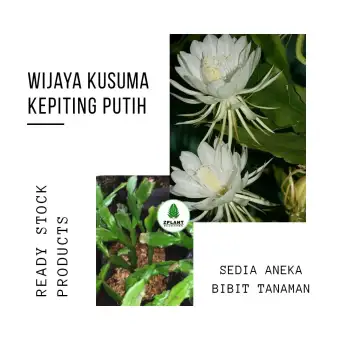 76+ Gambar Bunga Wijaya Kusuma Paling Baru 76+ Gambar Bunga Wijaya Kusuma Paling Baru
