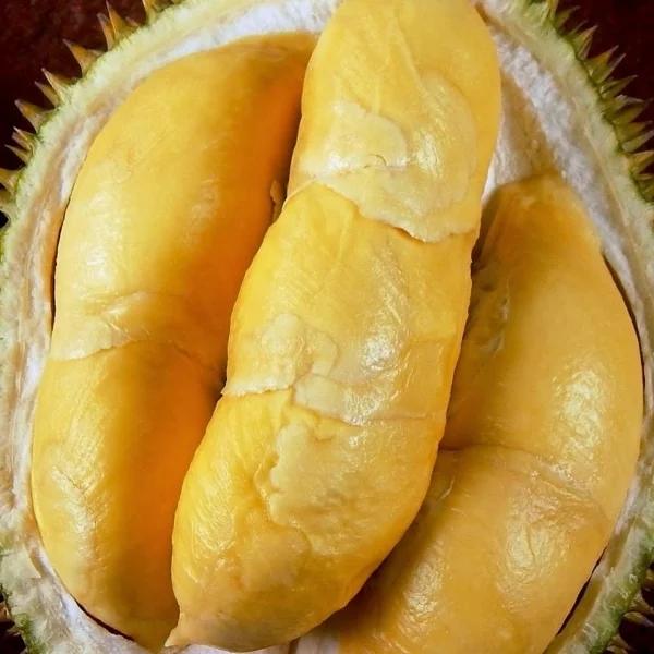 Bibit durian Petruk super original