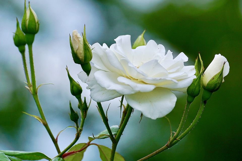 Tanaman Mawar Floribunda Putih Lazada Indonesia Tanaman Mawar Floribunda Putih Lazada Indonesia