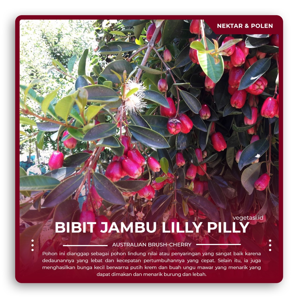 Jambu lilly on sale