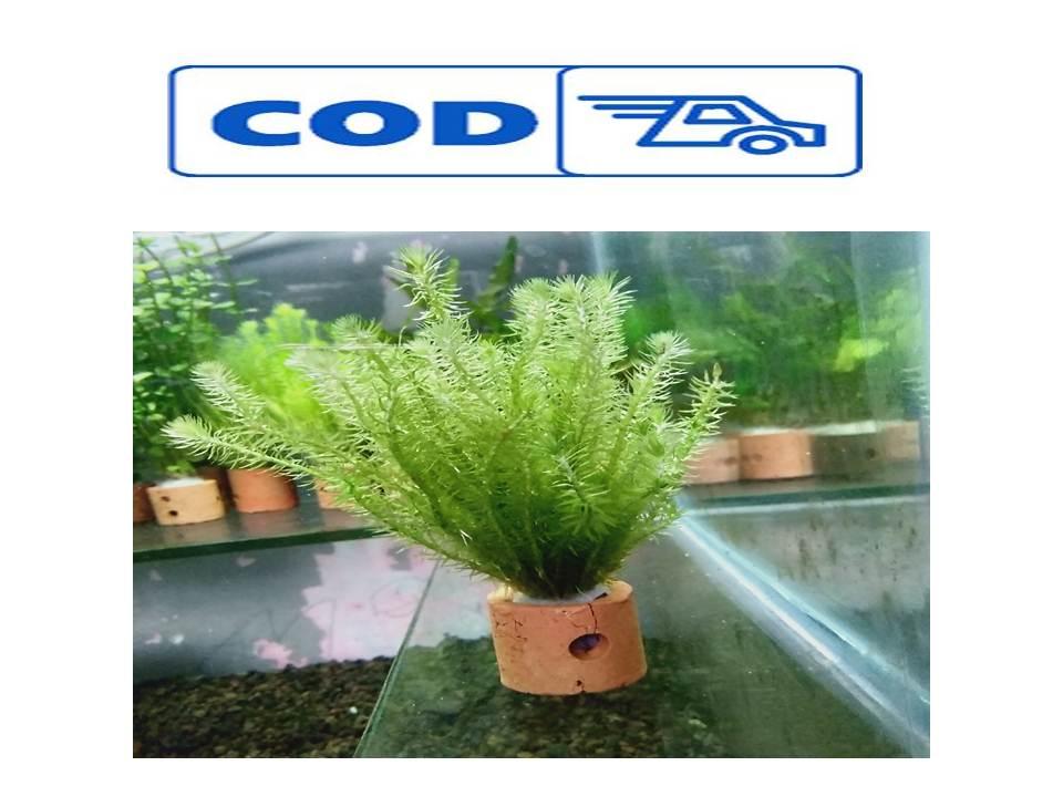 Mayaca Fluviatilis Harga Per Pot Tanaman Air Hidup Aquascape