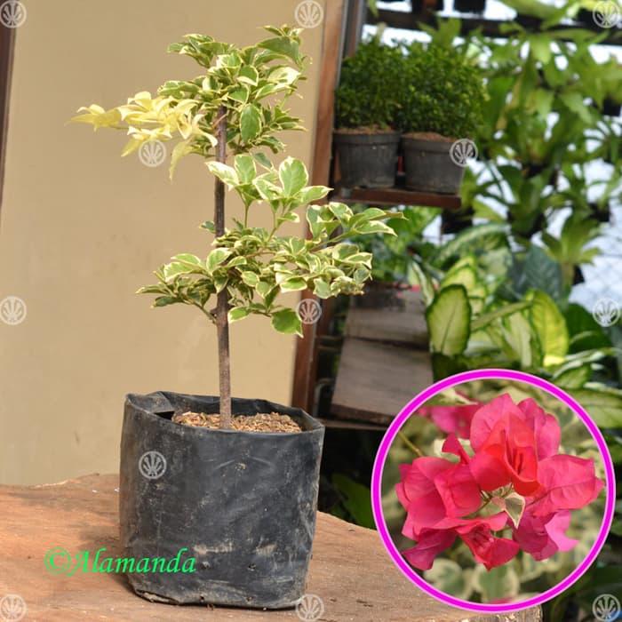 Featured image of post Harga Bunga Bougenville 5 Warna Jenis bougenville satu ini juga memiliki sifat menggugurkan bunga ini dapat berbunga sepanjang tahun dengan tampilan yang indah tak jarang bila bunga ini menjadi satu diantara favorit keluarga indonesia
