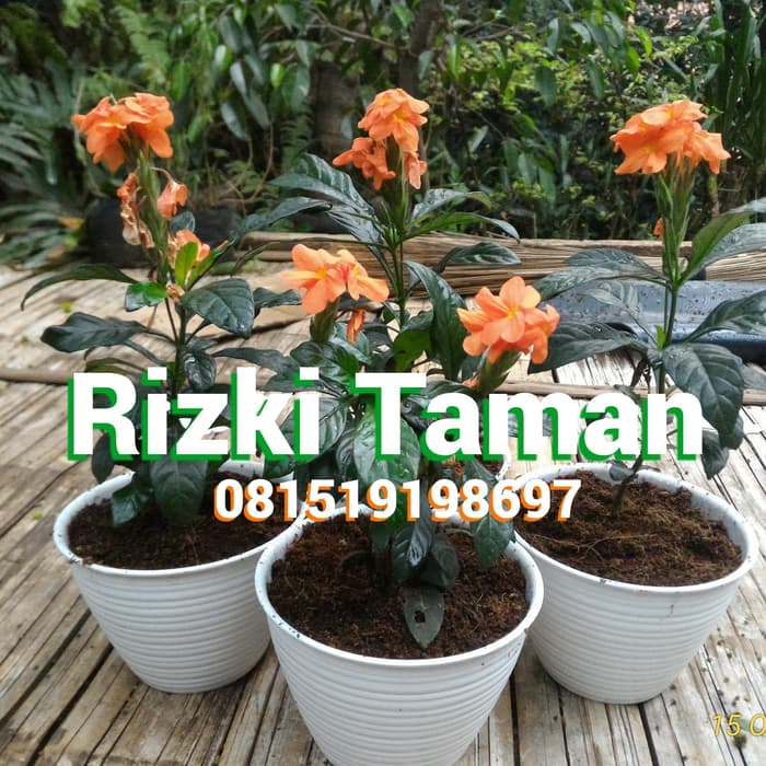 Terlaris Tanaman Bunga Crossandra Krossandra Orange Plus Pot Sedia Juga Pot Bunga Plastik Pot Bunga Pot Tanaman Pot Bunga Plastik Lusinan Murah Lazada Indonesia