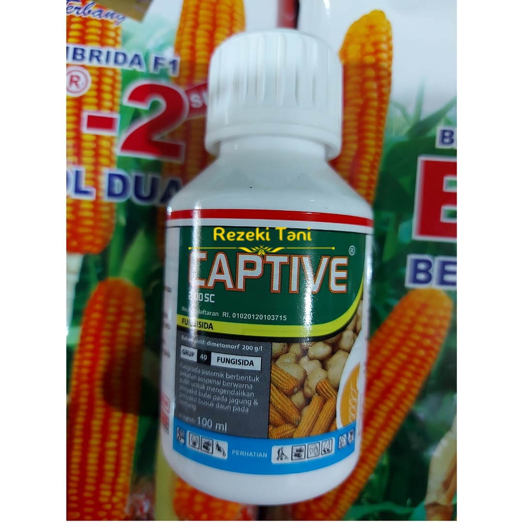 Fungisida Captive 100ml Mengatasi Penyakit Bulai pada Jagung Busuk Daun
