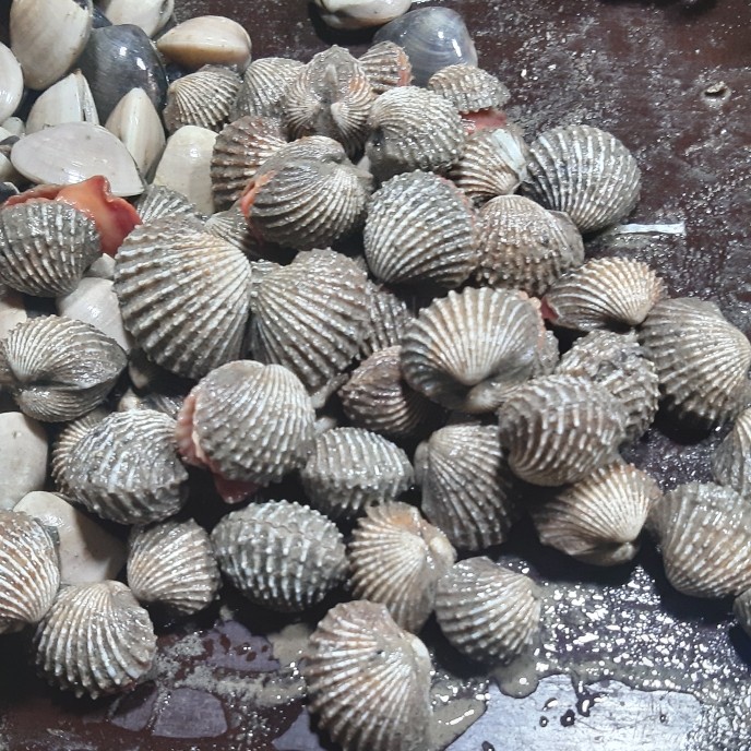 Kerang darah 1kg (1000g) Lazada Indonesia