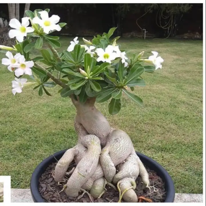 Bibit Tanaman Adenium Bunga Putih Bonggol Besar Bahan Bonsai Kamboja Jepang Lazada Indonesia