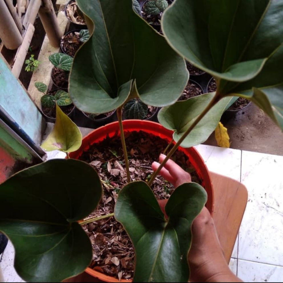 Tanaman Hias Daun Corong