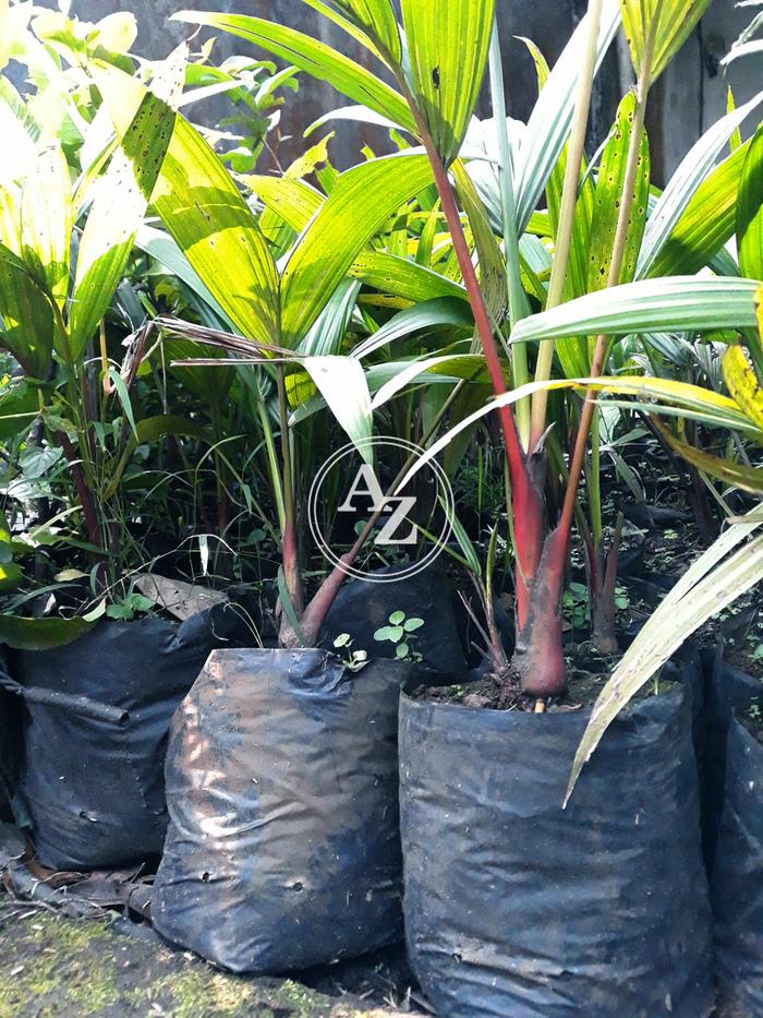 PROMO Bibit Pohon Palm Palem Batang Merah Unggul - fGjDyKIZ