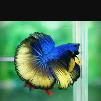 1010+ Gambar Ikan Cupang Warna Biru Terbaik