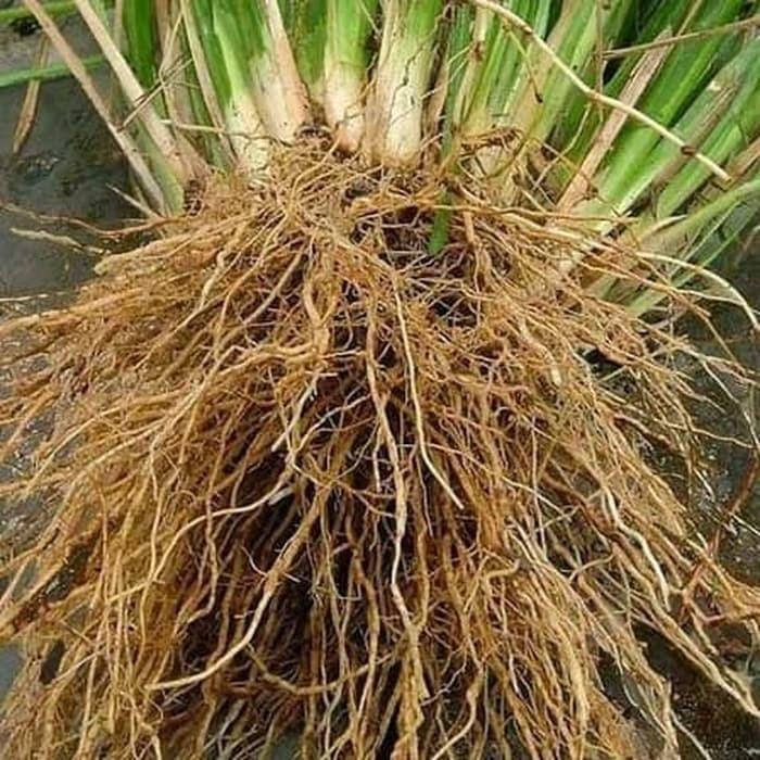 Rumput Vetiver Akar Wangi penahan erosi tanah 10 Bibit tanaman